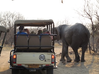 elephants